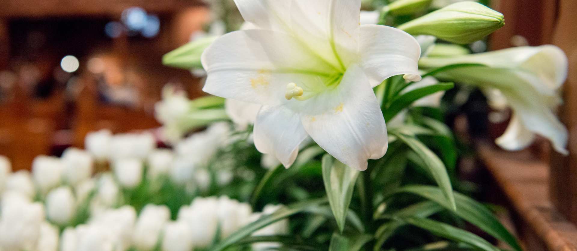 White Easter lilies and tulips